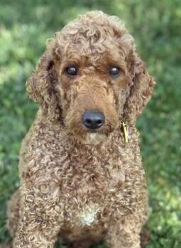 Peach -  Poodle Dog for Adoption in Malvern, Pennsylvania - Peach | PetCurious