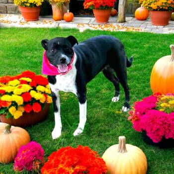 Rescue Pit Bull Terrier Dogs for Adoption in Fort Worth, Texas - Clairee | PetCurious