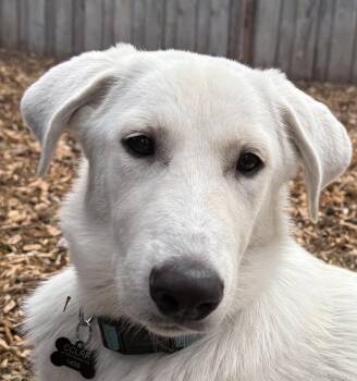 Liliana -  Labrador Retriever Dog for Adoption in Concord, California - Liliana | PetCurious