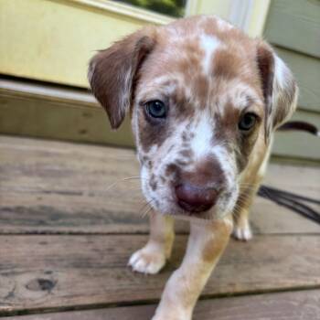 Ranger -  Catahoula Leopard Dog Dog for Adoption in Charlotte, North Carolina - Ranger | PetCurious