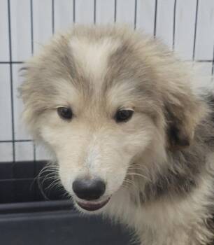 Razz -  Anatolian Shepherd and Mixed Breed Dog for Adoption in Kemp, Texas - Razz | PetCurious