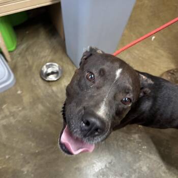 J.D. Hogg -  Mixed Breed and Pit Bull Terrier Dog for Adoption in Corinth, Mississippi - J.D. Hogg | PetCurious