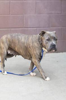 Mixed Breed Dogs Available for Adoption in Chamblee, Georgia - Misty | PetCurious