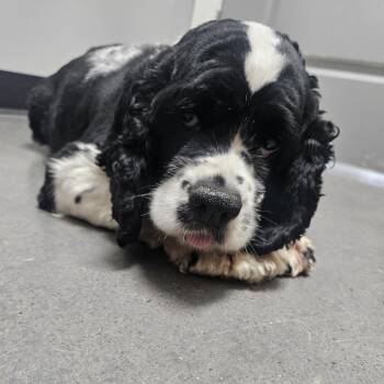 Brigitte -  Cocker Spaniel Dog for Adoption in Normal, Illinois - Brigitte | PetCurious