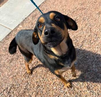 Cherokee -  Hound Dog for Adoption in Sierra Vista, Arizona - Cherokee | PetCurious