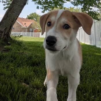 Blaze -  Mixed Breed Dog for Adoption in La Grange, Kentucky - Blaze | PetCurious