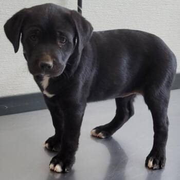 Mixed Breed Dogs Available for Adoption in Las Cruces, New Mexico - Eclair | PetCurious