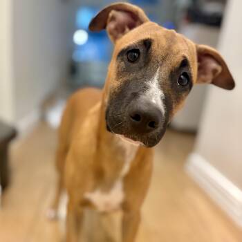 Skye -  Mixed Breed Dog for Adoption in Glen Rock, New Jersey - Skye | PetCurious