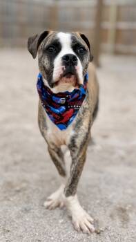 Rescue Mixed Breed Dogs for Adoption in Muskegon, Michigan - Alfie | PetCurious