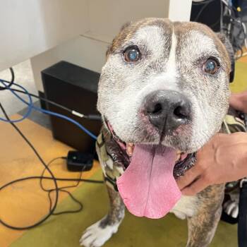 BJ -  Mixed Breed Dog for Adoption in Philadelphia, Pennsylvania - BJ | PetCurious