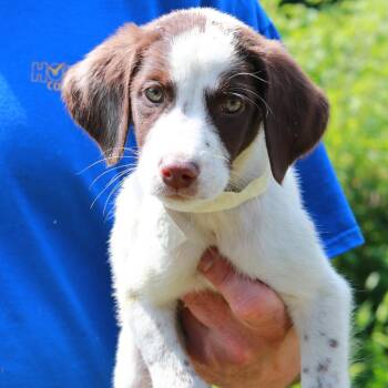 CT Firefly avail Jul 18 (Petco- Enfield, CT) -  Labrador Retriever and Australian Cattle Dog Blue Heeler Dog for Adoption in Stormville, New York - CT Firefly Avail Jul 18 (Petco- Enfield, CT) | PetCurious