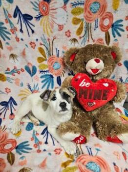 Mixed Breed Dogs Available for Adoption - Coconut FKA Green | PetCurious