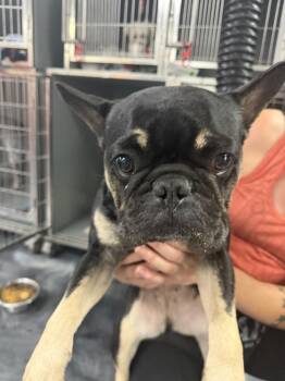 Candy -  French Bulldog Dog for Adoption in Ventura, California - Candy | PetCurious