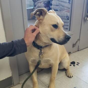 Scout -  American Staffordshire Terrier Dog for Adoption in Taos, New Mexico - Scout | PetCurious
