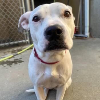 Sweetpea -  Staffordshire Bull Terrier and Mixed Breed Dog for Adoption in Fall River, Massachusetts - Sweetpea | PetCurious