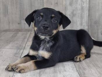 Juniper -  Australian Cattle Dog Blue Heeler and Mixed Breed Dog for Adoption in Shreveport, Louisiana - Juniper | PetCurious