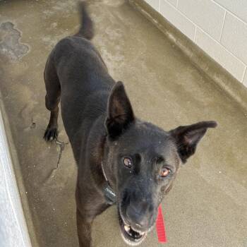 72317 -  Shepherd Dog for Adoption in Harrisonburg, Virginia - 72317 | PetCurious