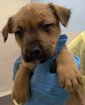 Mixed Breed Dogs Available for Adoption - Pearl | PetCurious