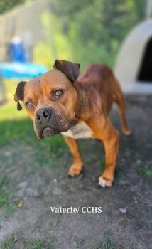 Valerie -  Boxer Dog for Adoption in New Bern, North Carolina - Valerie | PetCurious