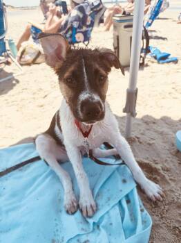 Stubz -  Shepherd Dog for Adoption in Pembroke, Massachusetts - Stubz | PetCurious