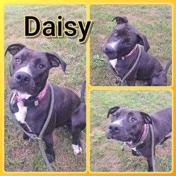 Rescue American Staffordshire Terrier Dogs for Adoption in Pierceton, Indiana - Daisy (Minnie) | PetCurious