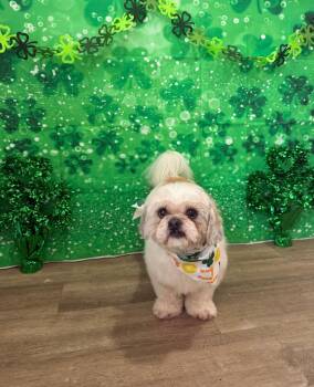 Cosmo -  Shih Tzu Dog for Adoption in Port Jervis, New York - Cosmo | PetCurious