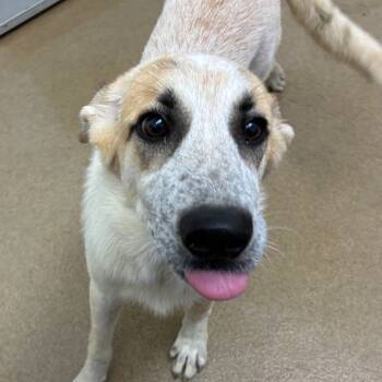Rescue Anatolian Shepherd and Mixed Breed Dogs for Adoption in Corpus Christi, Texas - Emerald | PetCurious