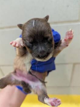 Mixed Breed Dogs Available for Adoption - PEGGY | PetCurious