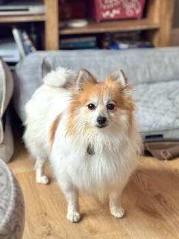 Rescue Pomeranian Dogs for Adoption in Brockport, New York - Dolly | PetCurious