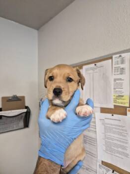 Kenmore -  Australian Shepherd and Great Pyrenees Dog for Adoption in Bolivar, Missouri - Kenmore | PetCurious