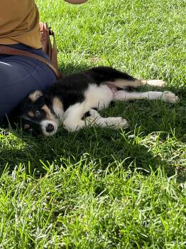 Flip -  Border Collie and Australian Shepherd Dog for Adoption in Fort Collins, Colorado - Flip | PetCurious