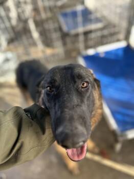 Rescue German Shepherd Dog Dogs for Adoption in Victorville, California - STRAY 0502 HOLD UNTIL 11/28/2025 (H41) | PetCurious