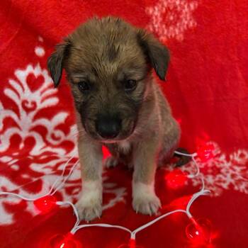 Siberian Husky Dogs Available for Adoption - Rascal | PetCurious