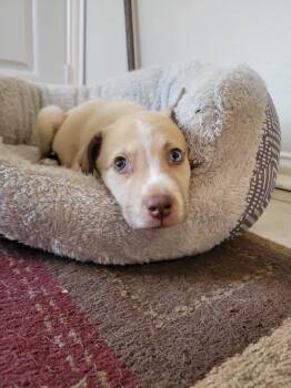 Chihuahua and Husky Dogs Available for Adoption in Missouri City, Texas - Evangeline OR14350-T | PetCurious
