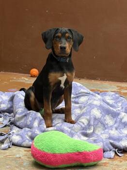 Helix -  Coonhound Dog for Adoption in Towanda, Pennsylvania - Helix | PetCurious