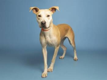 BRULEE -  Pit Bull Terrier Dog for Adoption in Phoenix, Arizona - BRULEE | PetCurious