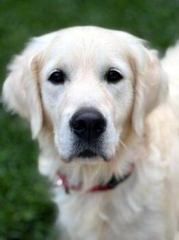 Maia -  Golden Retriever Dog for Adoption in Bedford Hills, New York - Maia | PetCurious
