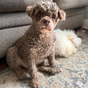 Cocoa*adoption pending* -  Miniature Poodle Dog for Adoption - Cocoa*adoption Pending* | PetCurious