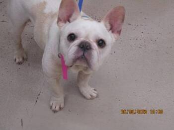French Bulldog Dogs Available for Adoption in Marietta, Georgia - Ducky(206) | PetCurious