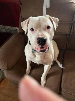 Rescue Pit Bull Terrier Dogs for Adoption in Mount Airy, North Carolina - Casper | PetCurious