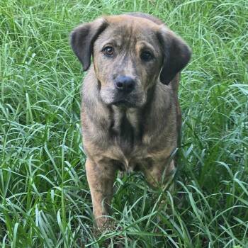 Rocky -  Plott Hound Dog for Adoption in Poplarville, Mississippi - Rocky | PetCurious