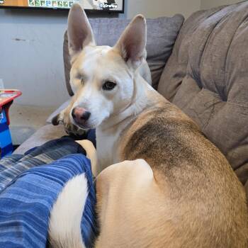 Husky Dogs Available for Adoption in Midland, Michigan - Botan Courtesy Listed | PetCurious