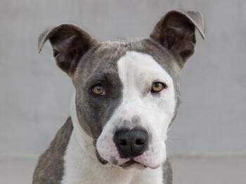 Blu -  Mixed Breed Dog for Adoption in Longmont, Colorado - Blu | PetCurious