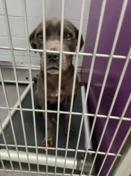 Daisy -  Mixed Breed Dog for Adoption in Wyoming, Michigan - Daisy | PetCurious
