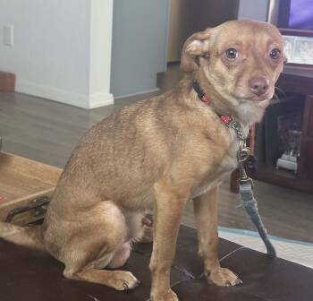 Chihuahua Dogs Available for Adoption - CHAMP | PetCurious