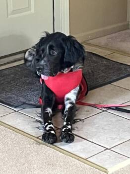 English Setter Dogs Available for Adoption in Chelsea, Michigan - Available For Adoption - Morgan (MO, USA) | PetCurious