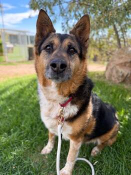 Zuzu -  Husky Dog for Adoption in Fruit Heights, Utah - Zuzu | PetCurious