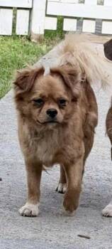 Terrier Dogs Available for Adoption in Columbia, Tennessee - Gravy DD | PetCurious
