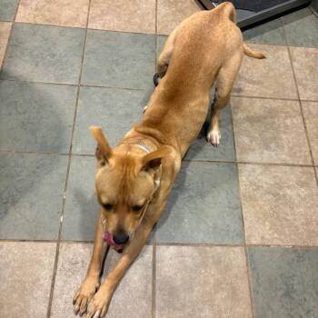 Yahtzee -  Mixed Breed Dog for Adoption in Chattanooga, Tennessee - Yahtzee | PetCurious