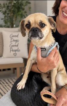 Linda -  Pug Dog for Adoption in Corona, California - Linda | PetCurious